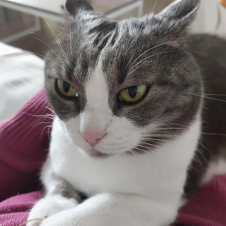 Chill With Cats *