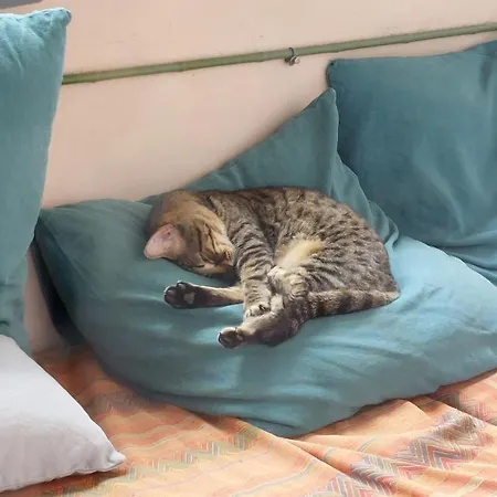 Hostel Chill With Cats *